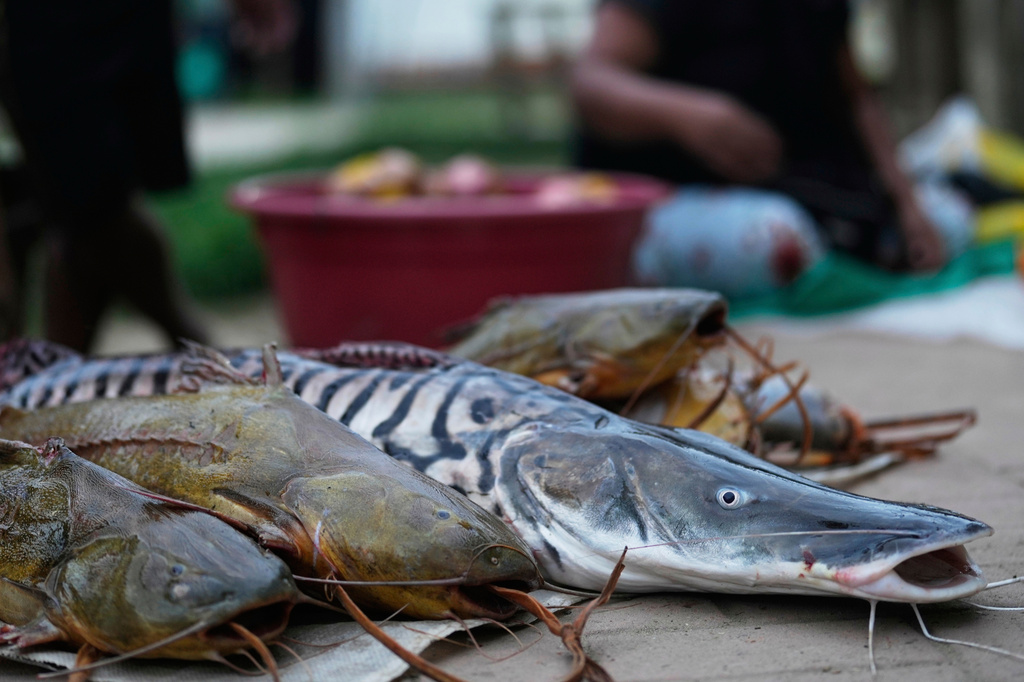 FILE - A woman sells fresh fish in Puerto Narino, Colombia, along the Amazon River, Sunday, Sept. 7, 2025. (AP Photo/Fernando Vergara, File)