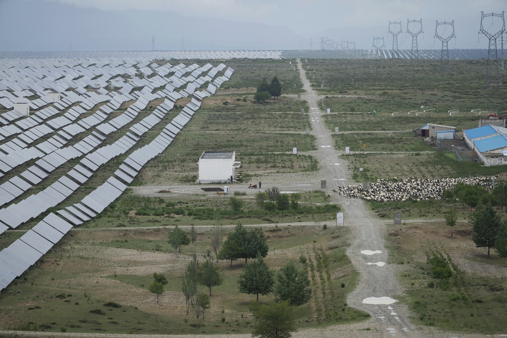 A herder releases Tibetan sheep to graze at a solar farm in Hainan prefecture of western China's Qinghai province on Tuesday, July 1, 2025. (AP Photo/Ng Han Guan)