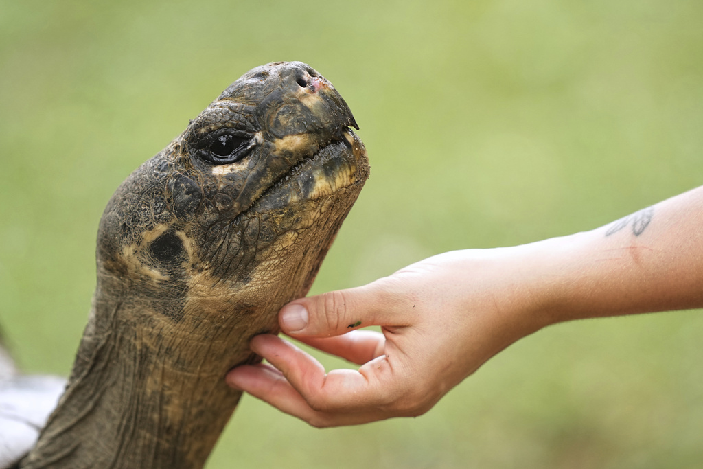 Mommy, a nearly 100-year-old Galapagos tortoise, and parent of 16 hatchlings in two clutches, extends her neck as a staff member scratches her chin in her enclosure at the Philadelphia Zoo in Philadelphia, Wednesday, Aug. 20, 2025. (AP Photo/Matt Rourke)