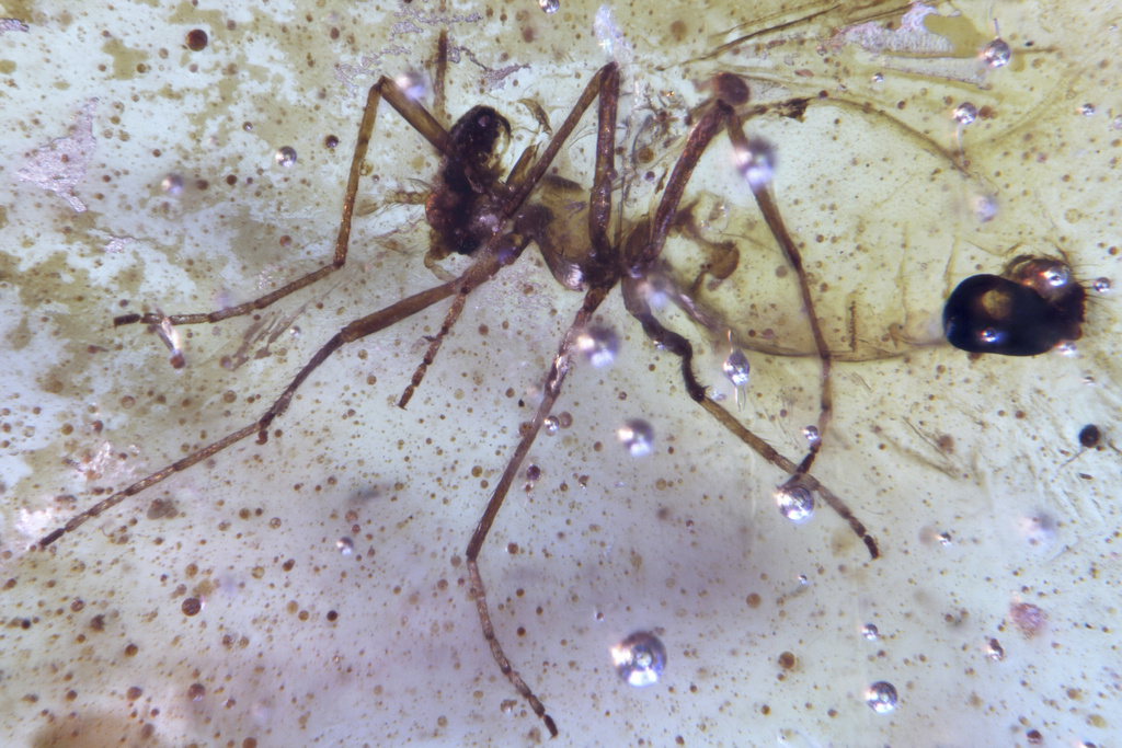 This photo provided by researchers in September 2025 shows a Diptera Nematocera fly of the family Chironomidae (non-biting midges) trapped in a Cretaceous-era amber sample discovered in Ecuador. (Mónica Solórzano-Kraemer via AP)