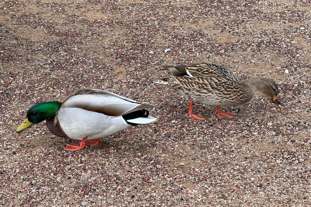 A pair of Mallard ducks appear at Agua Caliente Park in Tucson, Ariz., during an accessible birding outing for people with limitations on Feb. 13, 2026. (Anita Snow via AP)