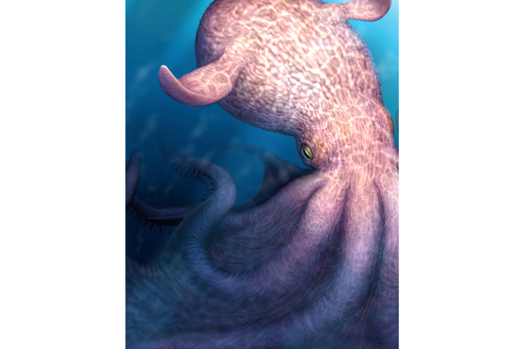 This illustration provided by researchers in April 2026 depicts a giant octopus that may have been a top marine predator millions of years ago. (Yohei Utsuki via AP)