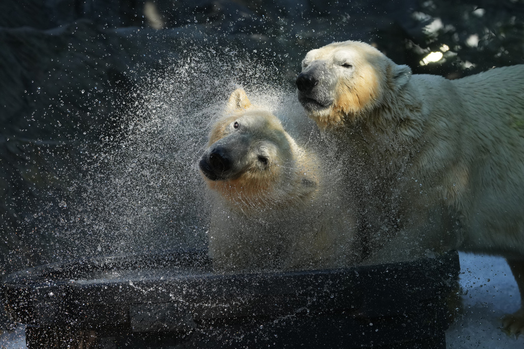 Polar bears cool down as an ice bath and a pile of ice was brought to theirs enclosure on a hot and sunny day at the Zoo in Prague, Czech Republic, Thursday, July 30, 2026. (AP Photo/Petr David Josek)