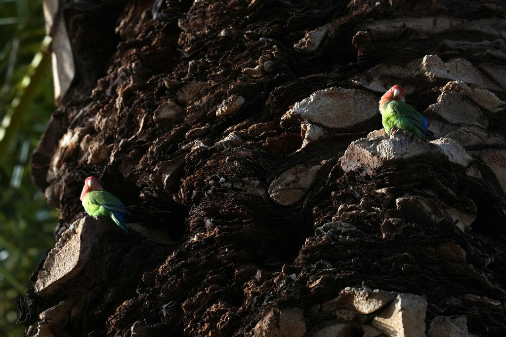 Lovebirds perch in a palm tree in Encanto Park, Jan. 18, 2026, in Phoenix. (AP Photo/Ross D. Franklin)