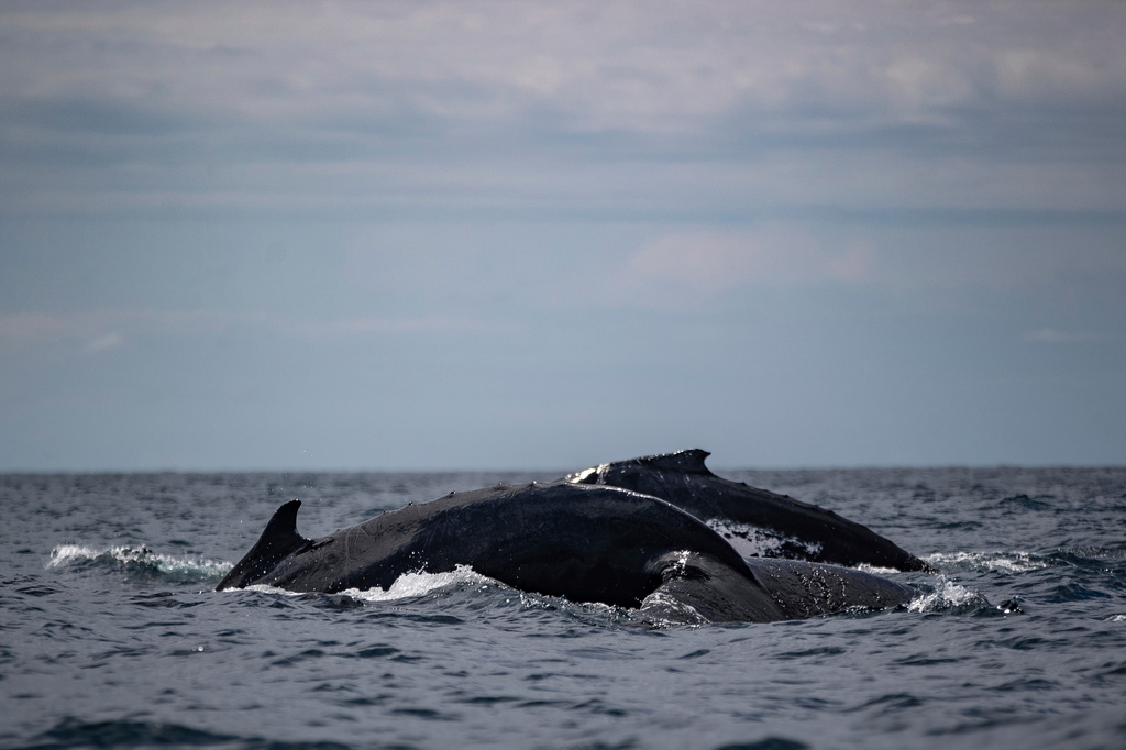 FILE - Humpback whales surface together in Bahia Solano, Colombia, Sunday, Aug. 27, 2023. (AP Photo/Ivan Valencia, File)