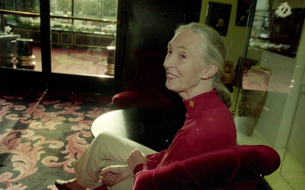 Jane Goodall sits during an interview at the Fairmount Hotel in San Francisco on Oct. 4, 1996. (Liz Hafalia/San Francisco Chronicle via AP)