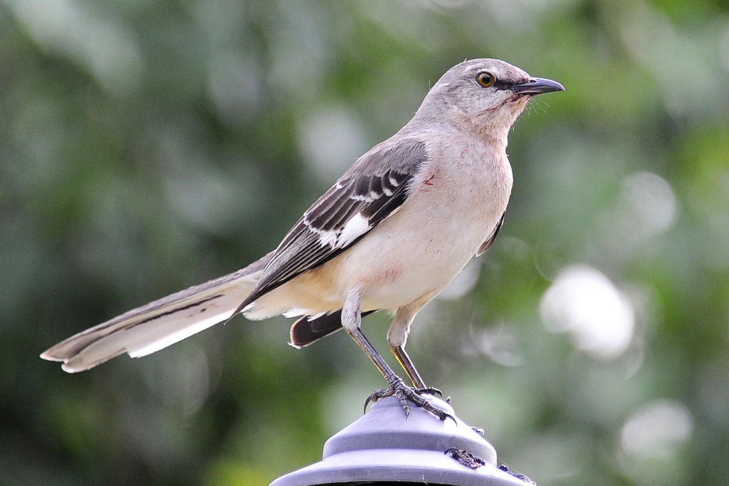 FILE - A northern mockingbird appears on April 28, 2015, in Houston. (AP Photo/Pat Sullivan, File)