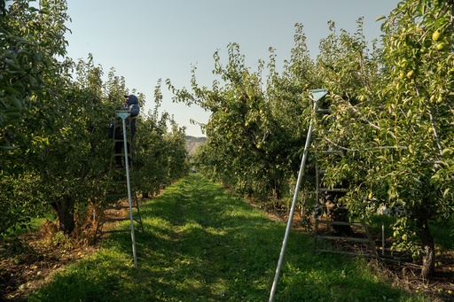 A worker harvests pears at an orchard in Naches, Wash., Thursday, Aug. 28, 2025. (AP Photo/Annika Hammerschlag) A worker harvests pears at an orchard in Naches, Wash., Thursday, Aug. 28, 2025. (AP Photo/Annika Hammerschlag)