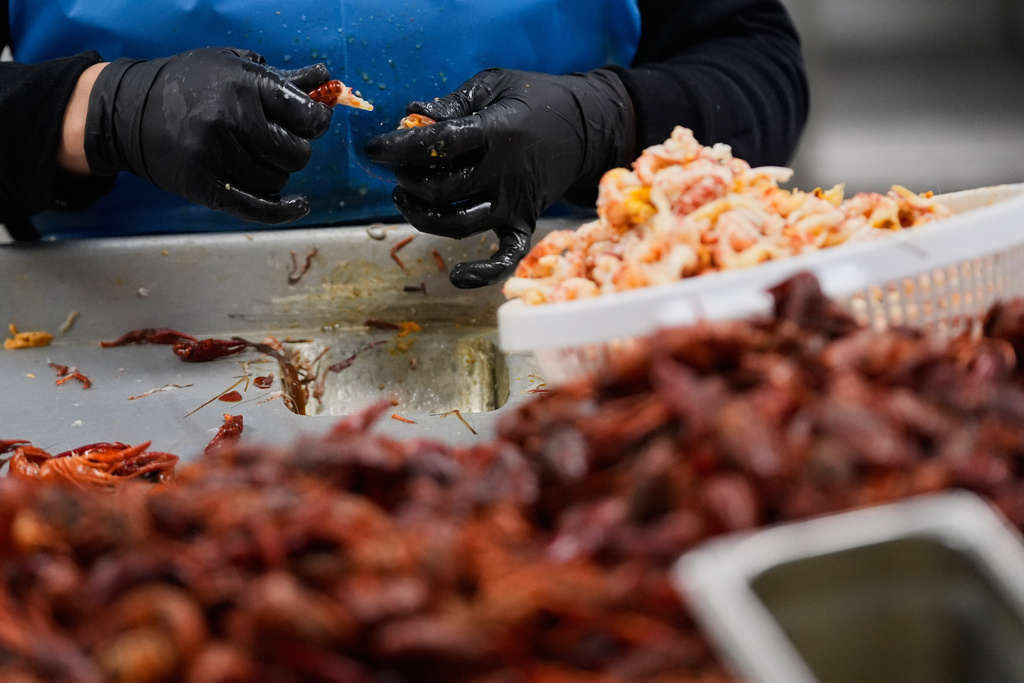 A worker peels crawfish in the Bocage Crawfish processing facility in Crowley, La., Thursday, March 19, 2026. (AP Photo/Gerald Herbert)