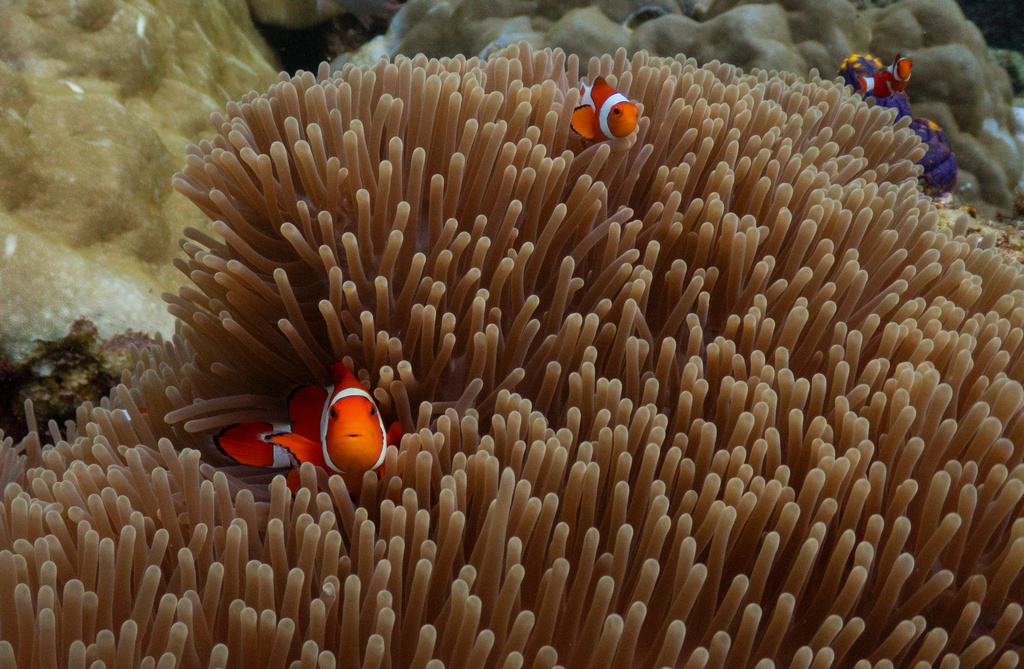 Clownfish swim among sea anemones at the Magic Mountain dive site in Raja Ampat, Indonesia, Wednesday, March 4, 2026. (AP Photo/Claudia Rosel)