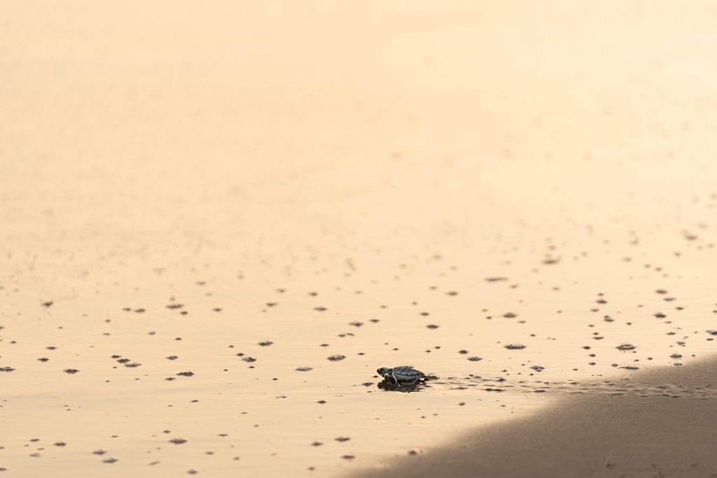 A green sea turtle hatchling approaches the sea at dawn after being released by local residents in Los Arrecifes, Mexico, Oct. 27, 2025. (AP Photo/Felix Marquez)