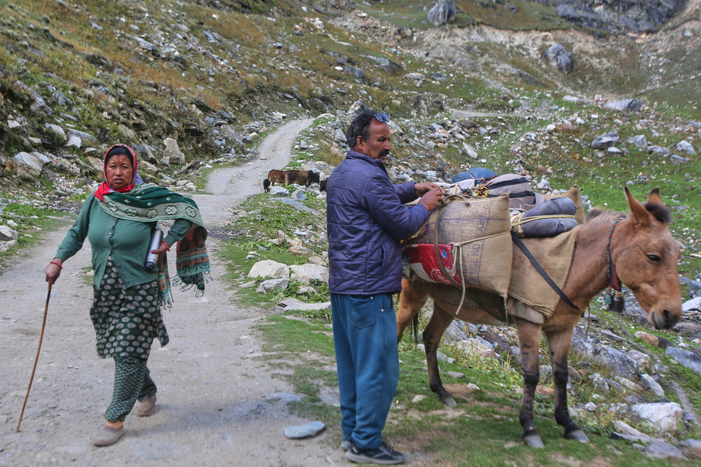 A man loads a pack mule as he prepares with others to go back to his summer home, in Rilkot village, in the northern Indian Himalayan state of Uttarakhand, on Oct. 4, 2025. (AP Photo/Satish Sharma)