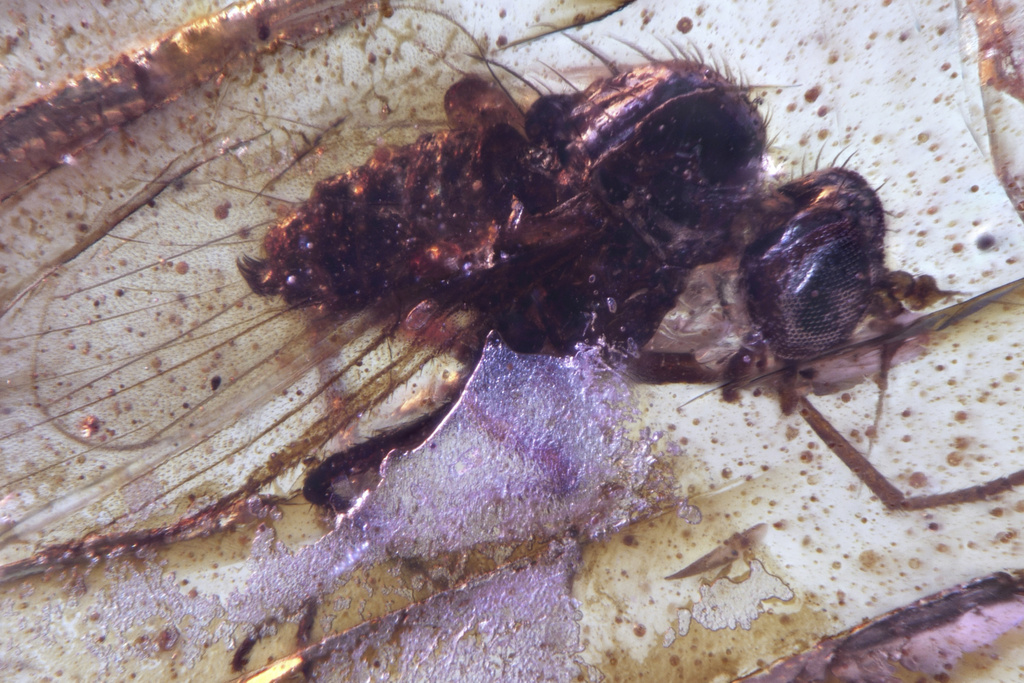 This photo provided by researchers in September 2025 shows a Diptera Brachycera fly of the family Dolichopodidae (long-legged flies) trapped in a Cretaceous-era amber sample discovered in Ecuador. (Mónica Solórzano-Kraemer via AP)