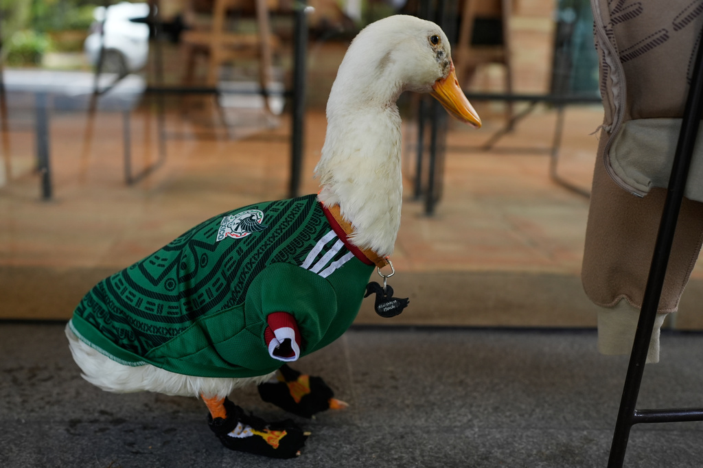 A duck named Merlin, dressed in a Mexico national soccer team jersey, stands at a cafe next to his caretaker Cristian Gomez in Mexico City, Monday, June 15, 2026. (AP Photo/Marco Ugarte)