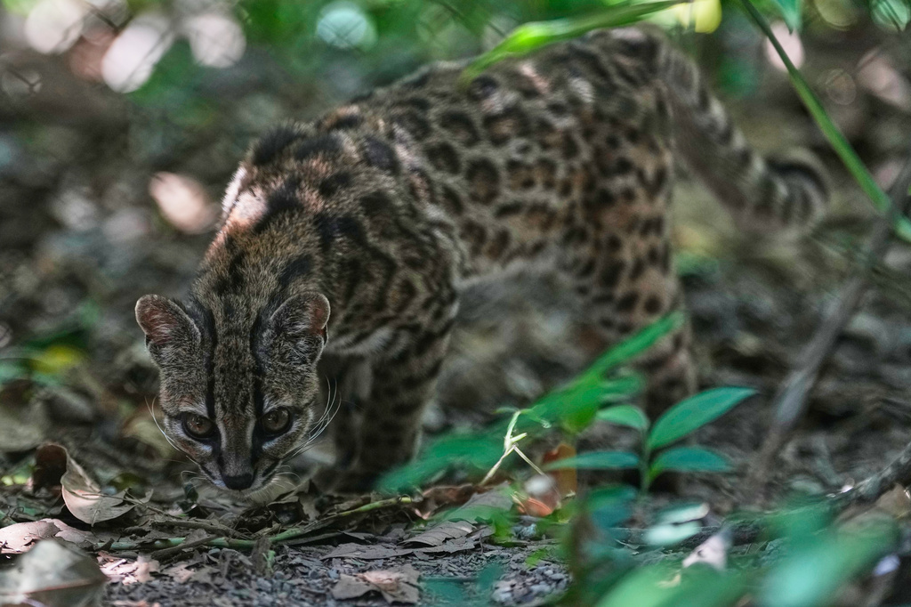 A small spotted wild cat identified as a new species, Leopardus tilcayo, walks inside Senda Verde wildlife sanctuary in Bolivia's Yungas region, near Coroico, Sunday, Sept. 20, 2026. (AP Photo/Juan Karita)