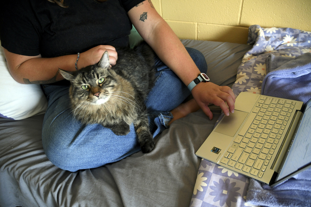 Student Molly Cheer sits with her pet comfort cat, Louie, as she looks at upcoming course work in her dorm room at the University of Northern Colorado in Greeley, Colo., on Monday, Aug. 25, 2025. (AP Photo/Thomas Peipert)