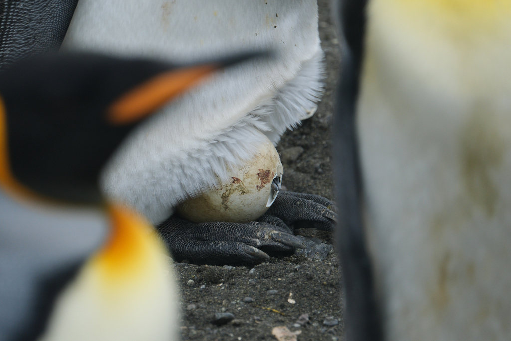 In this photo provided by Gaël Bardon, a king penguin chick hatches from its egg on Possession Island, Crozet Archipelago, Jan. 6, 2026. (Gaël Bardon/CSM/CNRS/IPEV via AP)