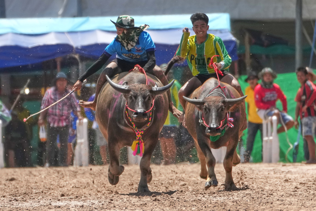 Thai buffalo racers compete in a sprint event during an annual buffalo racing festival in Chonburi, Thailand, Monday, Oct. 6, 2025. (AP Photo/Sakchai Lalit)