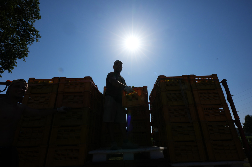 A worker unloads a crate of wine grapes on a tractor during the harvest in Corte Franca, northern Italy, Thursday, Aug. 6, 2026. (AP Photo/Antonio Calanni)