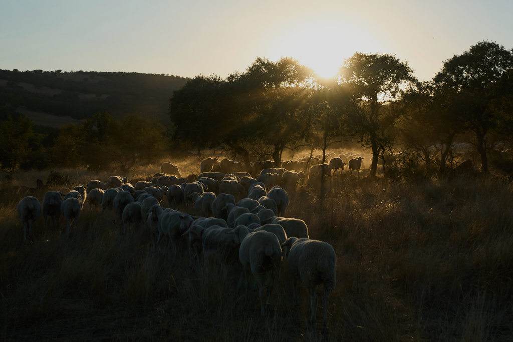 A flock of sheep walks back to the stables in Los Cortijos, central Spain, Tuesday, Oct. 7, 2025. (AP Photo/Bernat Armangue)