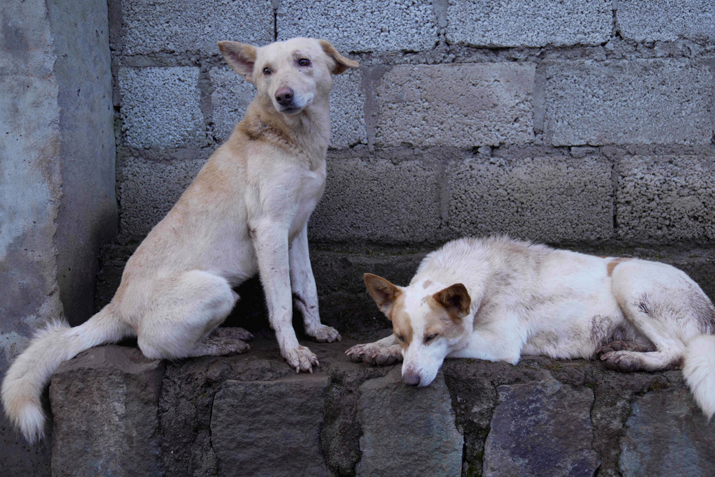 Stray dogs that were abandoned on the streets rest at a shelter in Addis Ababa, Ethiopia, Sunday, Sept. 7, 2025. (AP Photo/Brian Inganga)