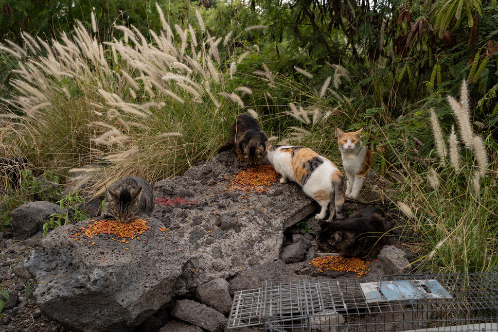 A colony of stray cats gather to eat near the Kealakehe Transfer Station and Recycling Center, Tuesday, Dec. 2, 2025, in Kailua-Kona, Hawaii. (AP Photo/Mengshin Lin)