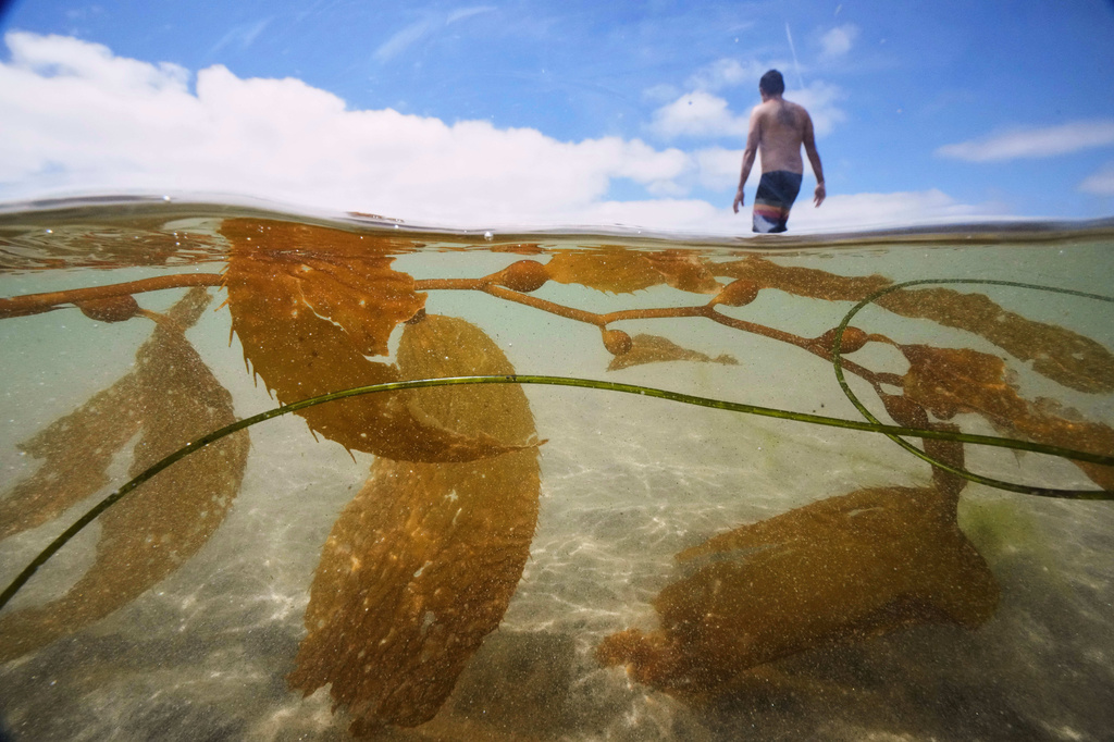 FILE- A man walks past kelp as he goes for a swim in the Pacific Ocean at La Jolla Shores, July 24, 2025, in San Diego. (AP Photo/Gregory Bull, File)