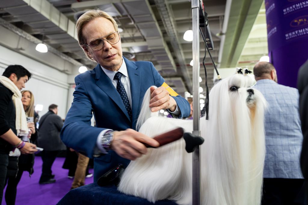A handler brushes his tiny Maltese at the 150th Westminster Kennel Club Dog Show, Monday, Feb. 2, 2026, in New York. (AP Photo/Angelina Katsanis)