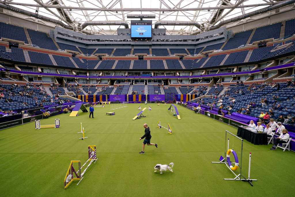 FILE - A handler and his dog compete in the agility preliminaries inside Arthur Ashe stadium during the 147th Westminster Kennel Club Dog show, Saturday, May 6, 2023, at the USTA Billie Jean King National Tennis Center in New York. (AP Photo/Mary Altaffer, File)