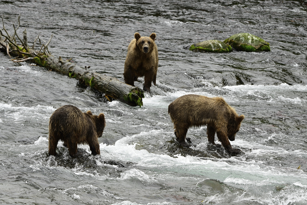 This image provided by the National Park Service shows the cubs 803s at the Katmai National Park and Preserve in Alaska on July 19, 2025. (C. Loberg/National Park Service via AP)
