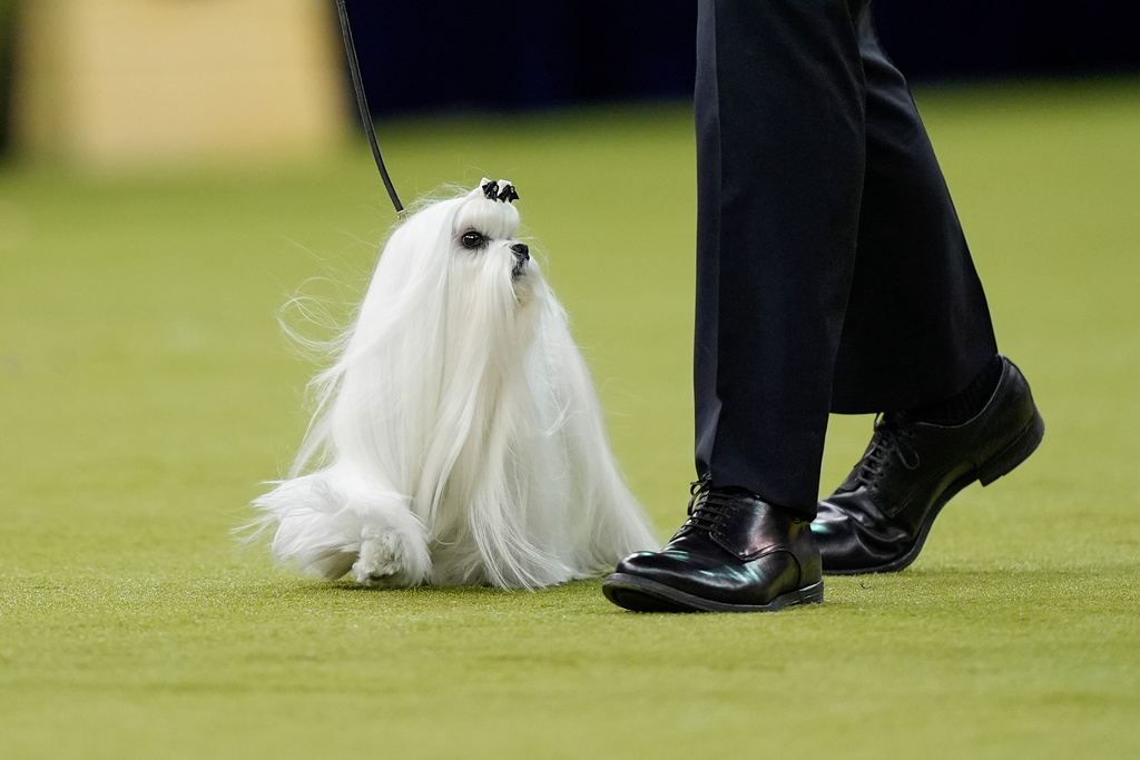 Cookie, a Maltese, competes in the Best in Show judging of the 150th Westminster Kennel Club Dog Show, Tuesday, Feb. 3, 2026, in New York. (AP Photo/Yuki Iwamura)