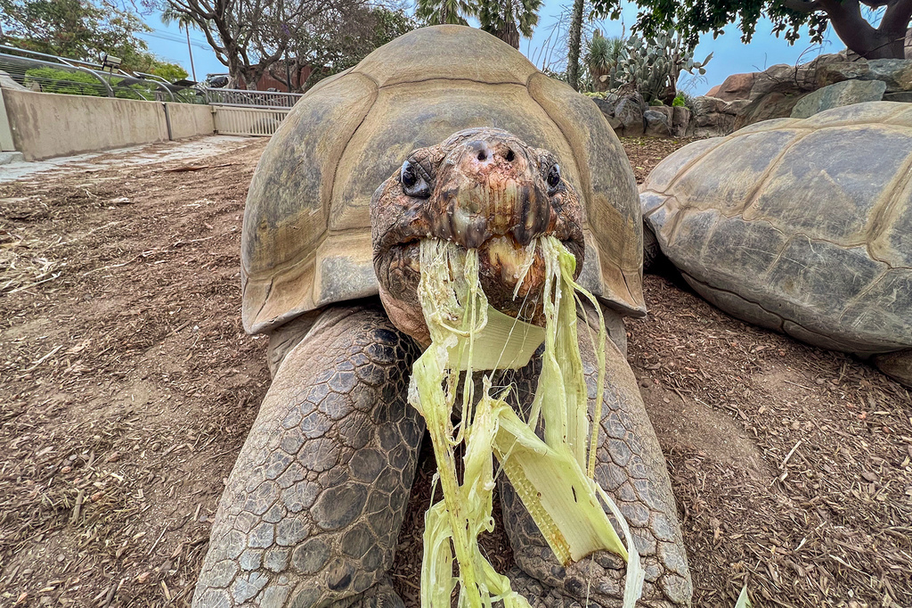 This photo provided by the San Diego Zoo Wildlife Alliance shows Gramma, a Galapagos tortoise and the oldest animal at the San Diego Zoo, eating a banana stalk at the San Diego Zoo in San Diego, May 17, 2023. (San Diego Zoo Wildlife Alliance via AP)