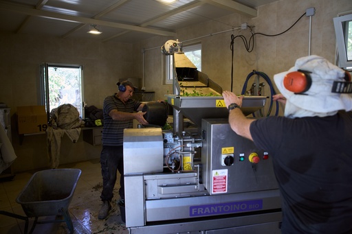 Freshly harvested olives are pressed at the Franciscan hermitage on the Mount of Olives in Jerusalem, Friday, Oct. 3, 2025. (AP Photo/Oded Balilty) Freshly harvested olives are pressed at the Franciscan hermitage on the Mount of Olives in Jerusalem, Friday, Oct. 3, 2025. (AP Photo/Oded Balilty)