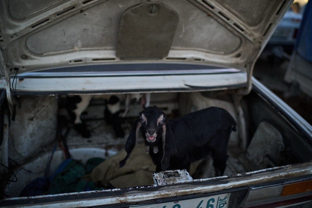 A baby goat is seen in the trunk of a car at a livestock market near Balata refugee camp on the outskirts of the West Bank city of Nablus, Thursday, Feb. 12, 2026. (AP Photo/Leo Correa)