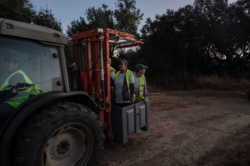 Workers on a tractor leave the vineyard at daybreak after working through the night at the Herdade da Fonte Santa vineyard near Vimieiro, Portugal, Wednesday, Sept. 17, 2025. (AP Photo/Ana Brigida)