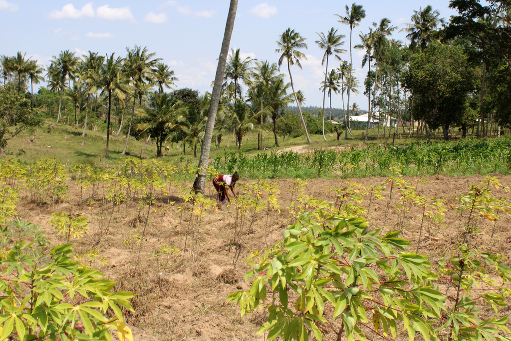 Elizabeth Amina Kadenge, a 41-year-old farmer, works on her farm in Kilifi, Kenya, on Aug. 12, 2025. (AP Photo/Inaara Gangji)