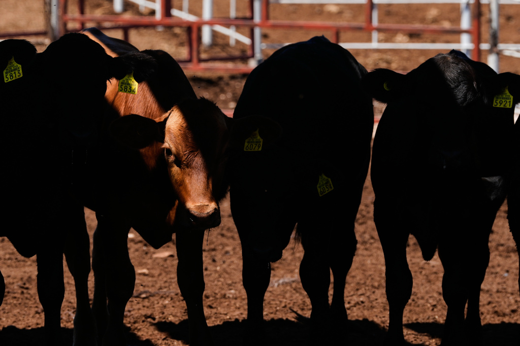 Calves stand in pens before an inspection for export to the United States at a regional cattle ranchers association in Hermosillo, Mexico, Tuesday, Aug. 18, 2026, ahead of the reopening of the U.S. border to Mexican cattle imports. (AP Photo/Fernando Llano)