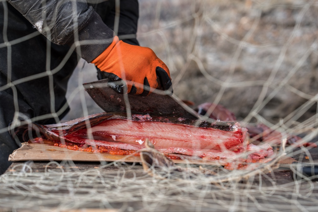 Inupiaq elder Morgan Johnson skins a fish outside his home in Ambler, Alaska, Sunday, Sept. 28, 2025. (AP Photo/Annika Hammerschlag)