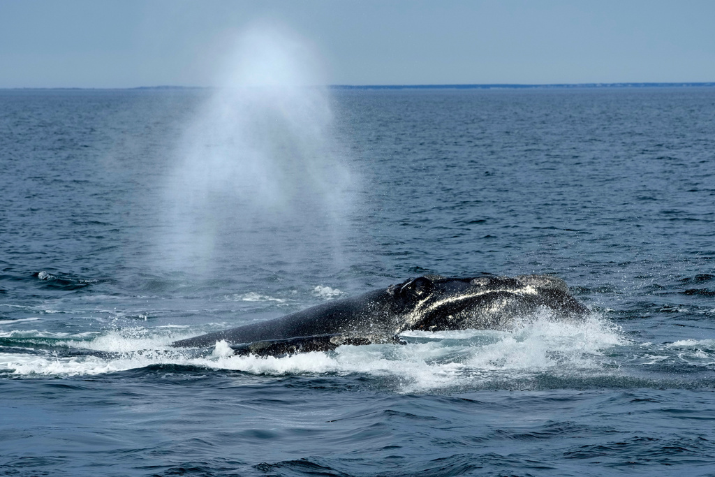 FILE - A North Atlantic right whale surfaces on Cape Cod Bay in Massachusetts, Monday, March 27, 2023. (AP Photo/Robert F. Bukaty, NOAA permit # 21371)