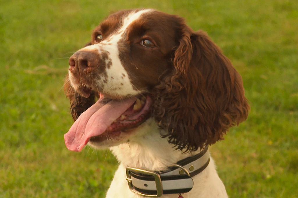 In this image made from video, an English springer spaniel named Maple pants while sitting on the grass at Michigan State University's Pollinator Performance Center Wednesday, Aug. 6, 2025, in East Lansing, Mich. (AP Photo/Mike Householder)