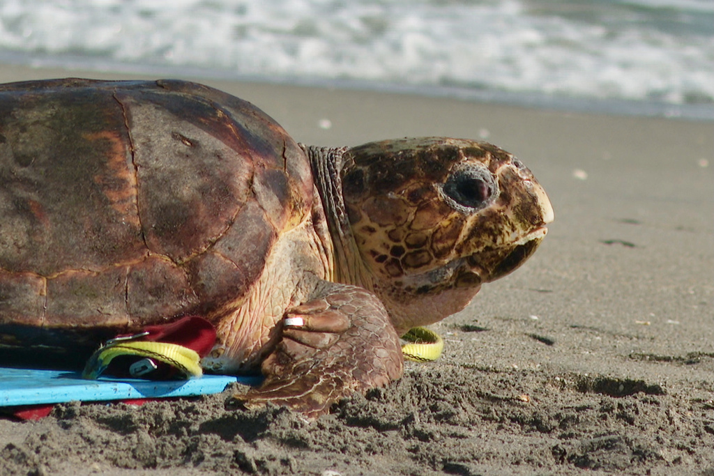 A loggerhead sea turtle named Swim Shady is seen crawling towards the ocean during a release on Monday, Nov. 3, 2025, in Juno Beach, Fla. (AP Photo/Cody Jackson)