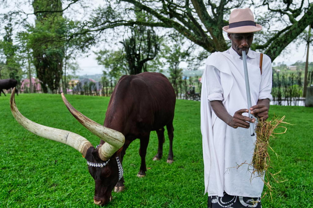 Herdsman Kanamugire Anastase plays a flute and sings traditional poetry to a herd of royal cattle, known as Inyambo, as they graze at the King's Palace Museum in Nyanza, Rwanda, Saturday, March 21, 2026. (AP Photo/Brian Inganga)