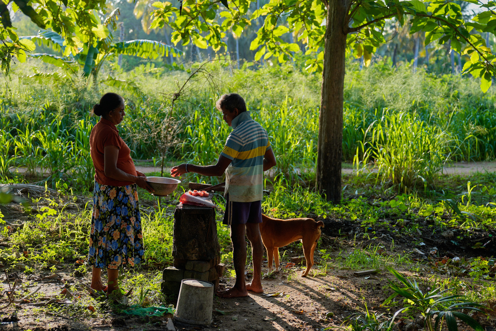Ranjith Kumara hands pieces of giant snakehead fish to his wife for cooking, in Walpaluwa, Sri Lanka, Thursday, Oct. 30, 2025. (AP Photo/Eranga Jayawardena)