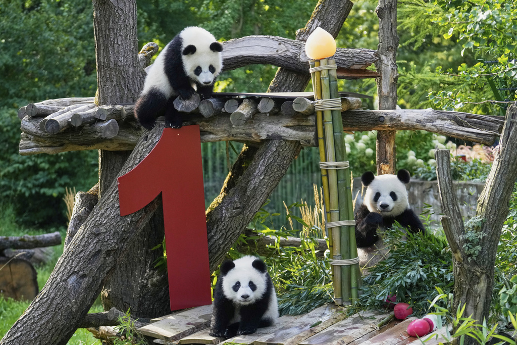 The twin Panda cubs Leni and Lotti, left, play at the Panda Garden during their first birthday party at the Zoo in Berlin, Germany, Friday, Aug. 22, 2025. (AP Photo/Ebrahim Noroozi)