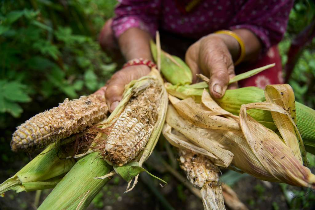 Maya Devi Khadka, 69, shows maize damaged by monkeys in Dharamghar, Dolakha district, about 86 kilometers (53 miles) east of Kathmandu, Nepal, Friday, July 24, 2026. (AP Photo/Niranjan Shrestha)