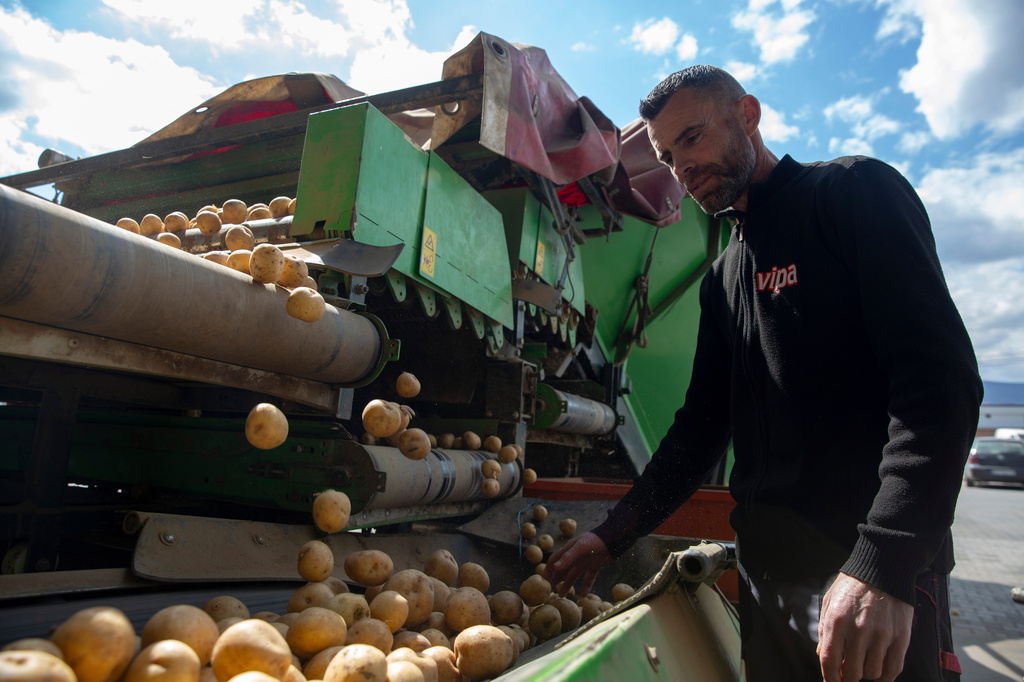 A worker of Pestova firm inspects the potatoes in the village of Pestove, Kosovo on March 26, 2026. (AP Photo/Visar Kryeziu)