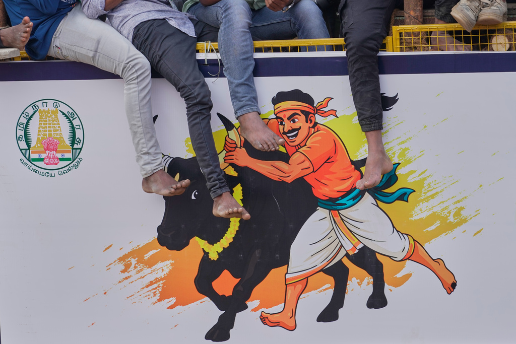 Villagers' feet hang over the side of the area as others compete the Jallikattu bull-taming event at the annual harvest festival called Pongal in Palamedu village on the outskirts of Madurai, India, Friday, Jan. 16, 2026. (AP Photo/Mahesh Kumar A.)