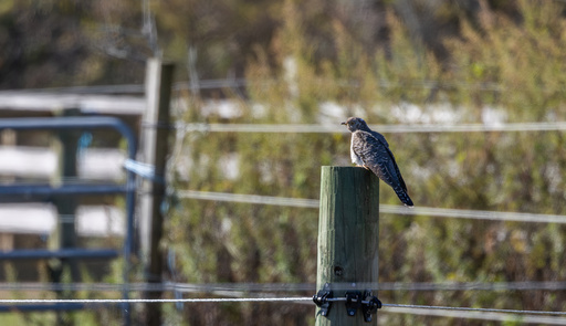This photo provided by Cornell Lab of Ornithology shows a Common Cuckoo on Oct. 24, 2025 in Woods at Cherry Creek Suffolk, N.Y. (Jay McGowan/Cornell Lab of Ornithology via AP) This photo provided by Cornell Lab of Ornithology shows a Common Cuckoo on Oct. 24, 2025 in Woods at Cherry Creek Suffolk, N.Y. (Jay McGowan/Cornell Lab of Ornithology via AP)
