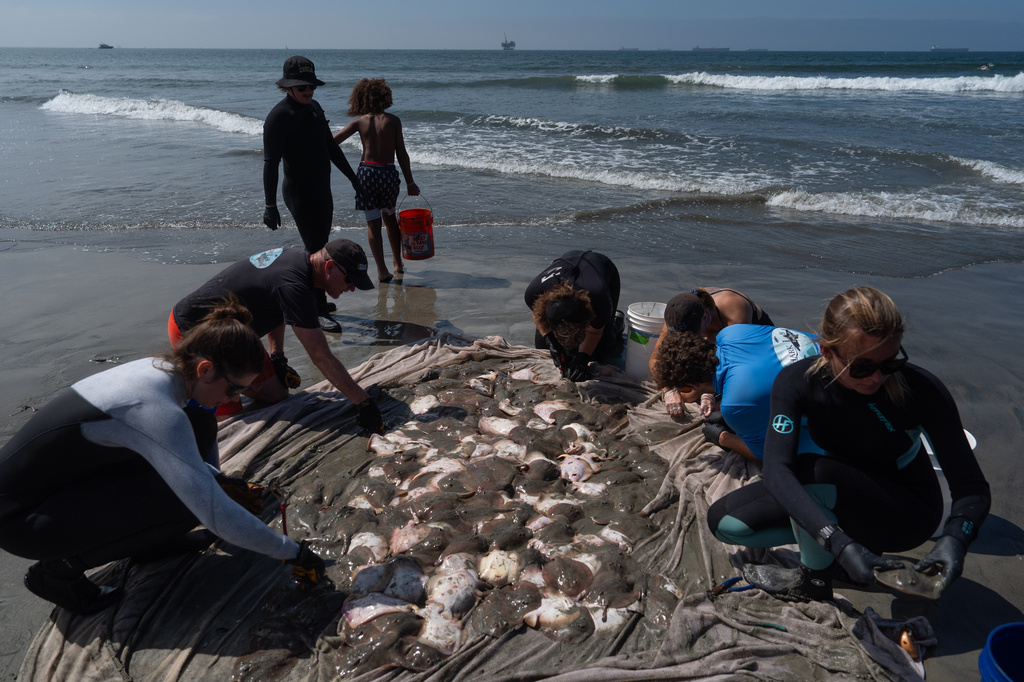 Researchers gather around a pile of stingrays to clip their barbs after catching them in Seal Beach, Calif., Friday, Aug. 7, 2026. (AP Photo/Jae C. Hong)