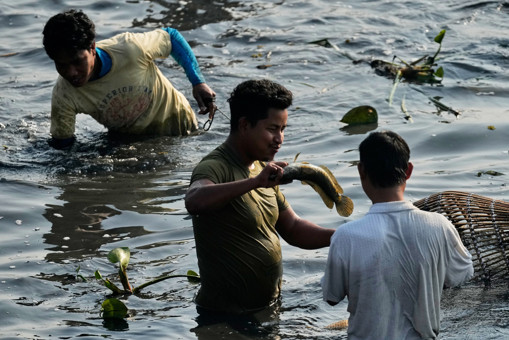 A villager catches a fish as he participates in a community fishing as part of Bhogali Bihu celebrations which mark the end of the harvest season at Jalikhora village east of Guwahati, India, Tuesday, Jan. 13, 2026. (AP Photo/Anupam Nath)